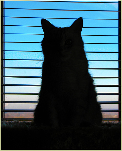 фото силуэта кошки на фоне окна. кошка смотрит в окно
