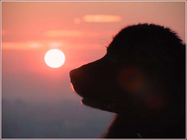 удачная фотография собаки на фоне заходящего солнца