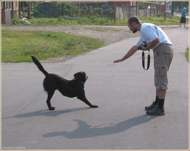 как правильно фотографировать собаку