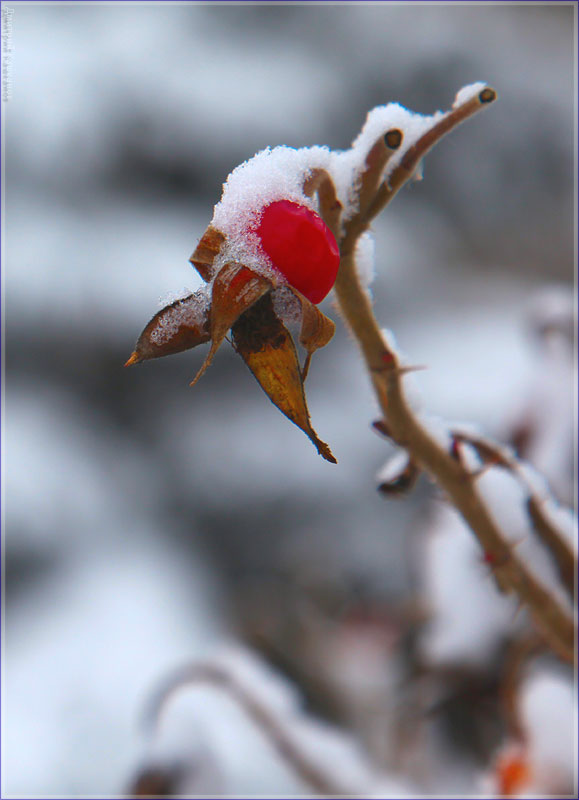 красные ягоды под снегом. шиповник