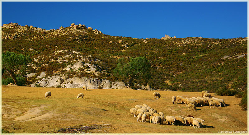 Фото стада овец на горном пастбище
