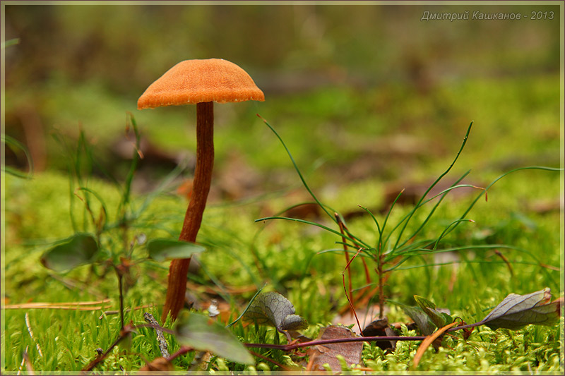 Несъедобный гриб на тонкой ножке. Фото осеннего леса