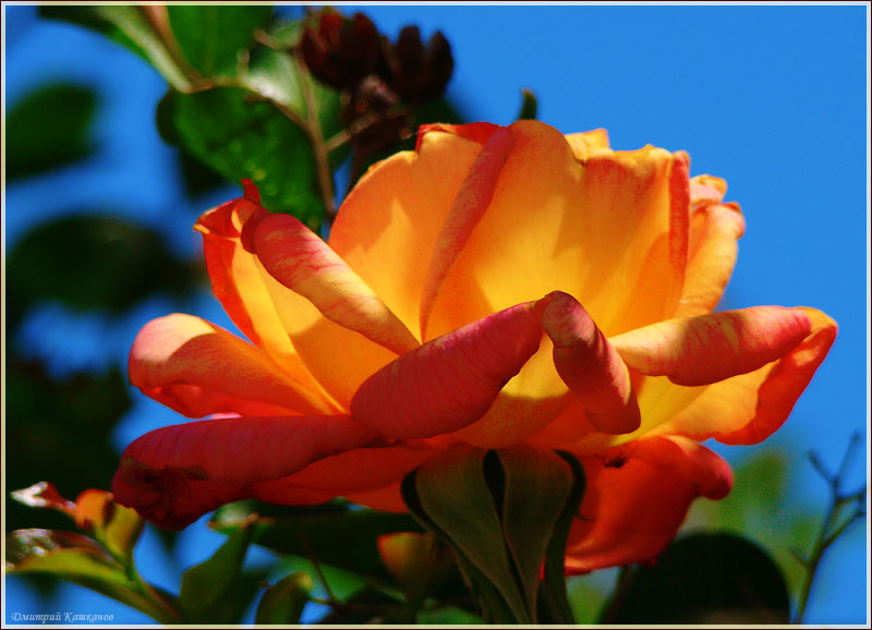 Фото желтой розы