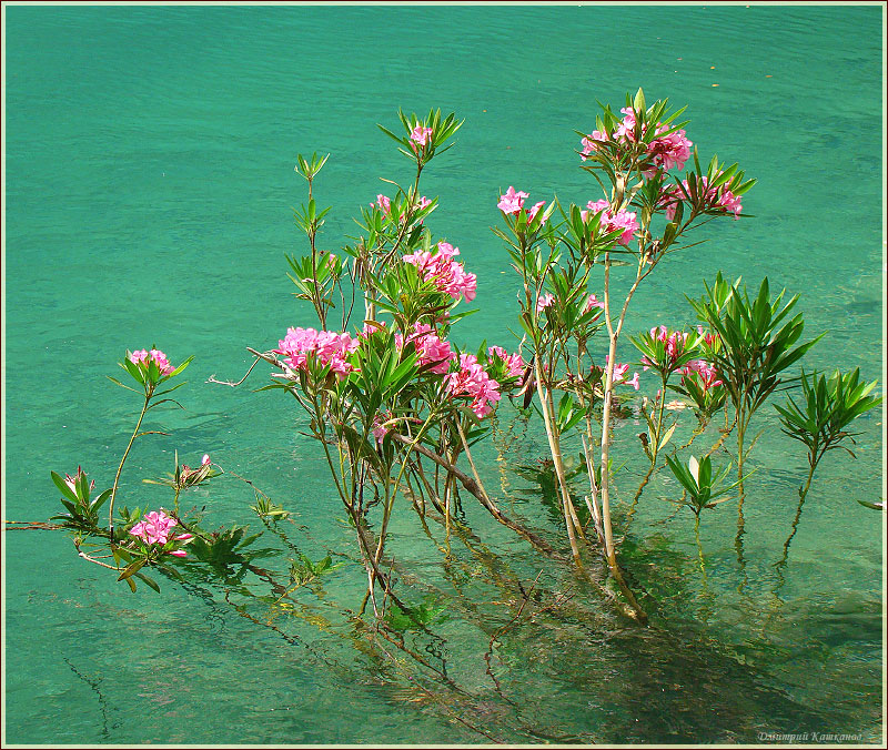 Розовые цветы у горного озера