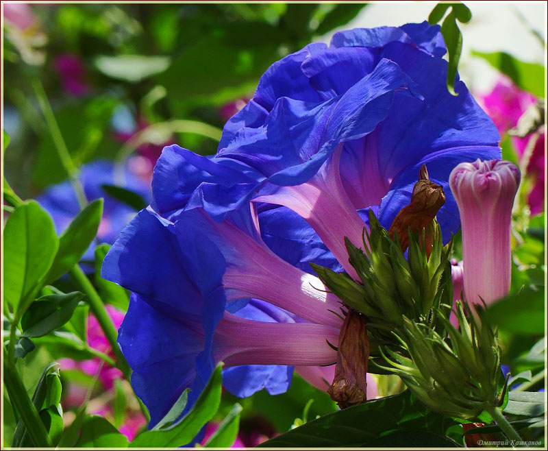 Букет синих цветов