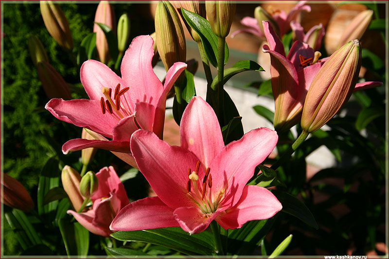 Фотографии цветов. Лилия розовая садовая