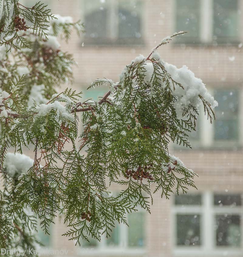 Ветка дерева под снегом на фоне окон дома