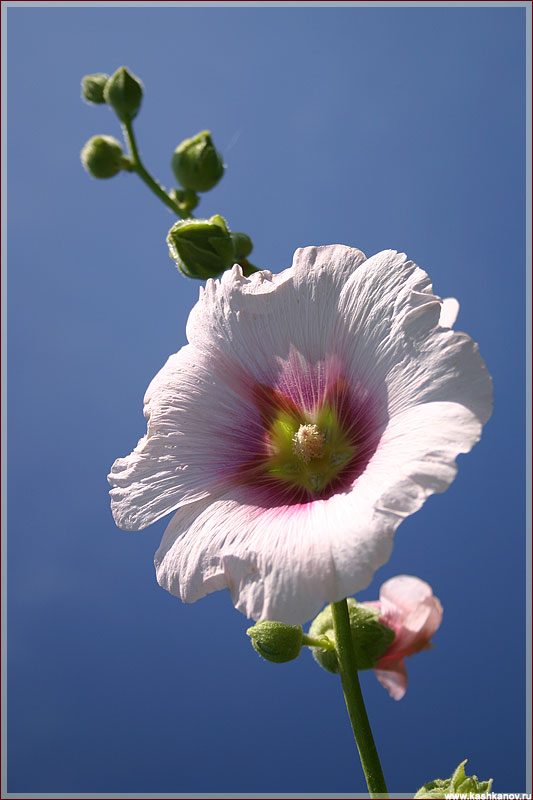 Фотографии цветов. Розовая мальва на фоне синего неба