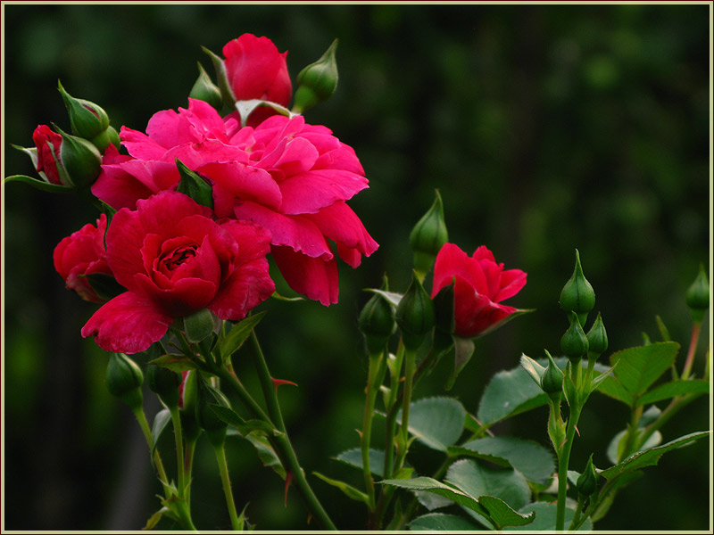 Фотографии розы. Розовые розы. Фото высокого разрешения