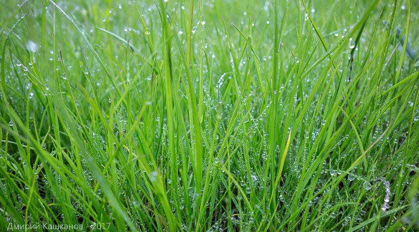 Утренняя трава на зеленой газонной траве
