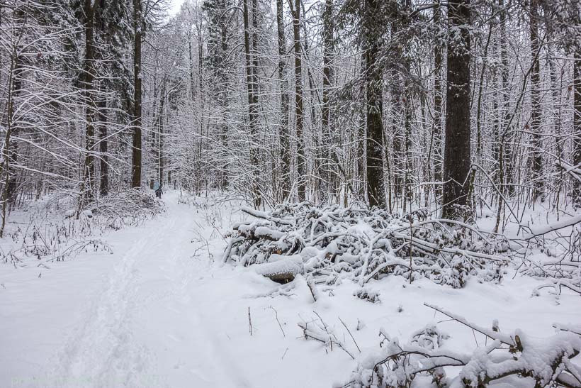 Фото зимнего леса. Тропинка в снегу