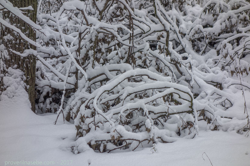Ветки упавшего дерева под снегом