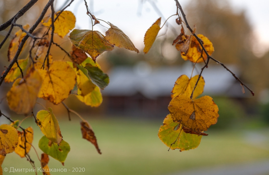 Болдинская осень. Желтые листья на фоне Людской
