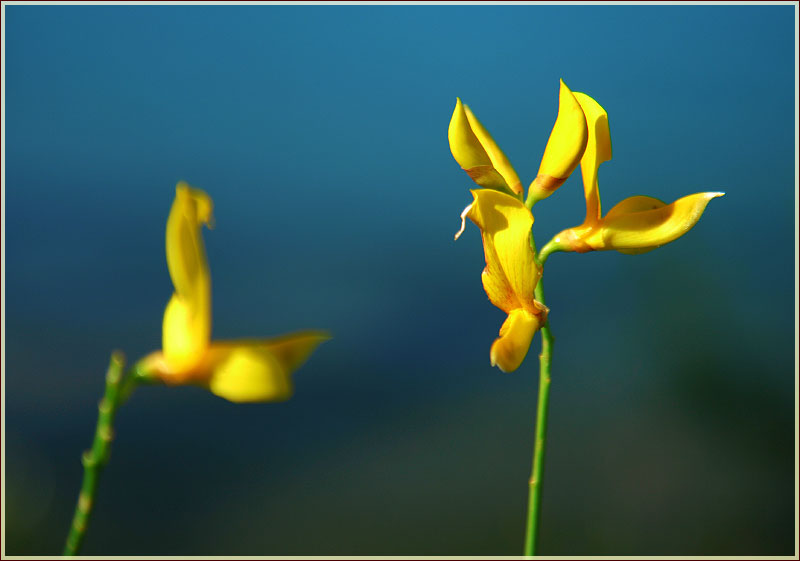 Желтые цветы на фоне синей воды