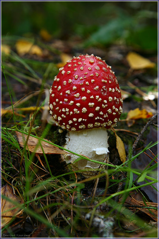 самый красивый гриб. Несъедобные грибы. Мухомор красный. Красивые осенние фото