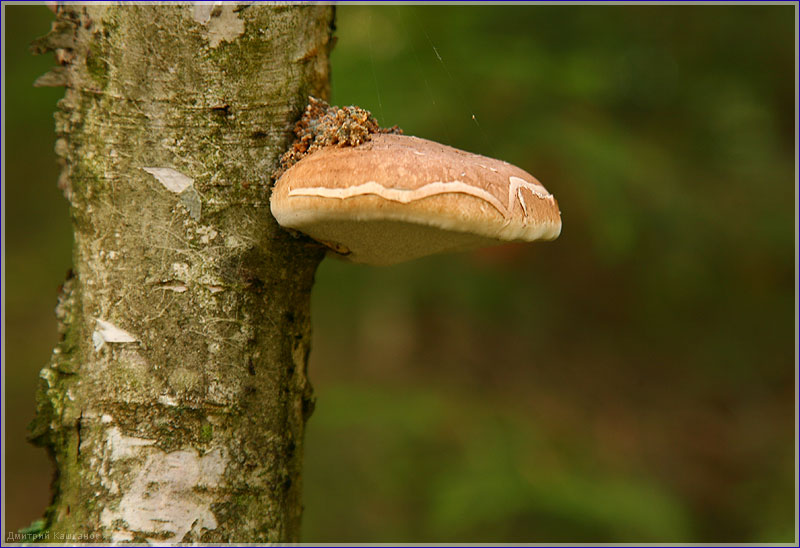 Гриб трутовик на березе в лесу. Несъедобные грибы. Фото