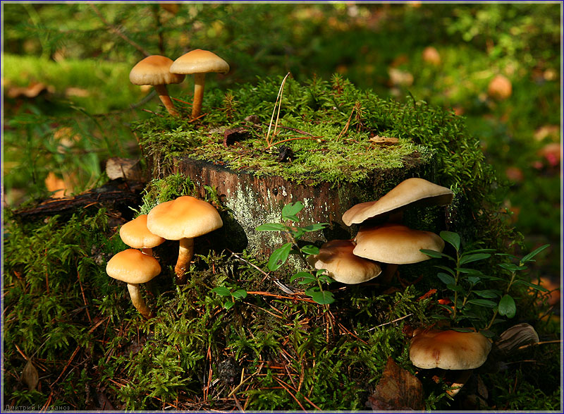 Грибы на пеньке. Лесное семейство. Несъедобные грибы. Фото