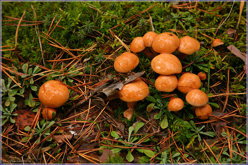 Семейка грибов на полянке. Несъедобные грибы. Фото