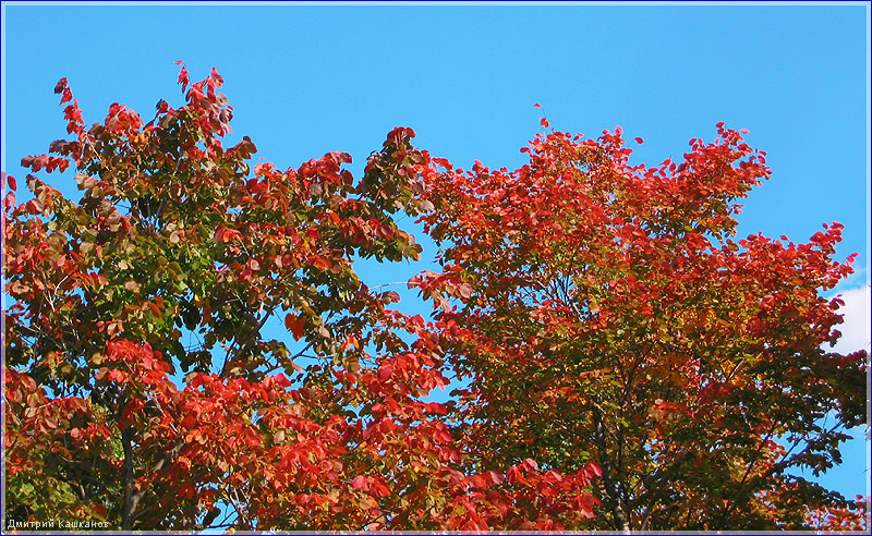 Красные кленовые листья. Красивые фотографии осенних листьев