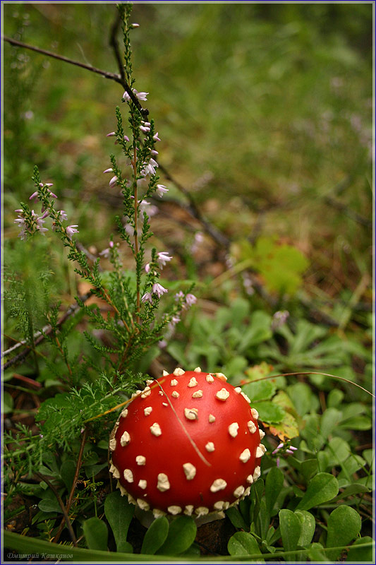 Гриб мухомор фото. Шляпка мухомора в траве. Лесной маяк. Фото красного мухомора