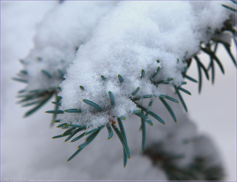 Иголки голубой ели под снегом. Крупное фото. Зимний парк