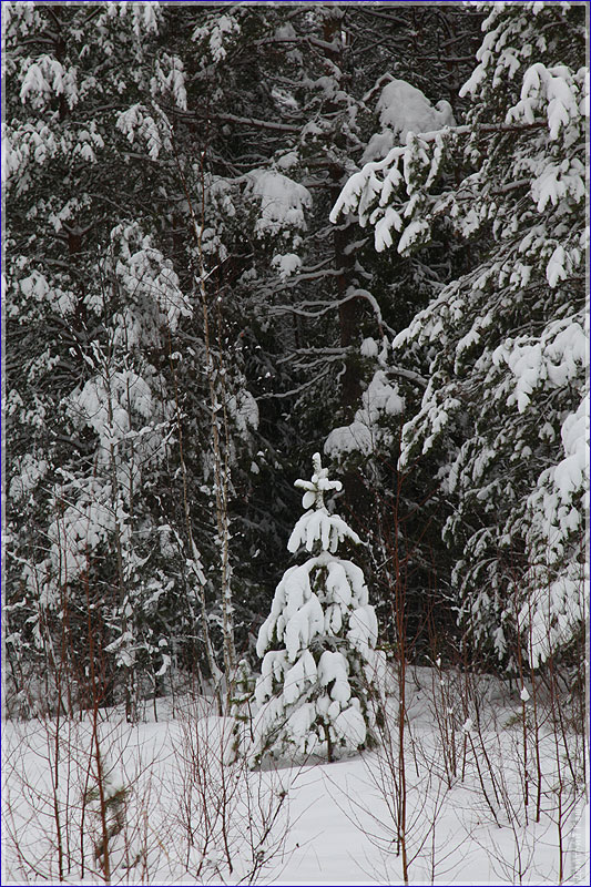 Маленькая елочка под снегом на лесной опушке