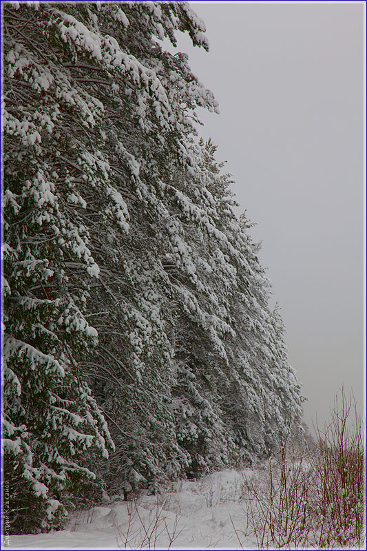 Опушка зимнего леса. Сумерки. Фото