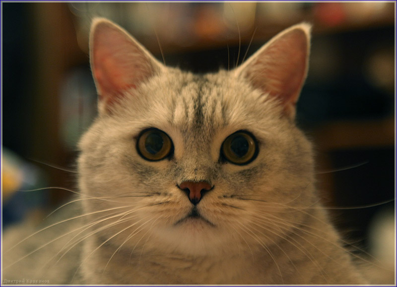 Фото британского кота. Картинки британских котов
